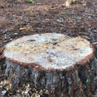 affordable-multiple-stump-grinding-peachtree-city-ga