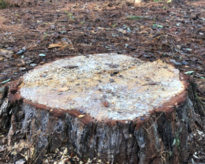 affordable-multiple-stump-grinding-peachtree-city-ga