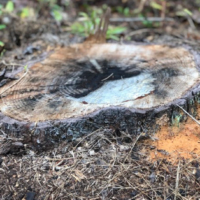 local-rotten-wood-stump-grinding-peachtree-city-ga