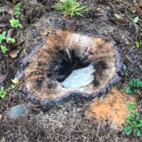 rotten-wood-stump-grinding-cutting-peachtree-city-ga