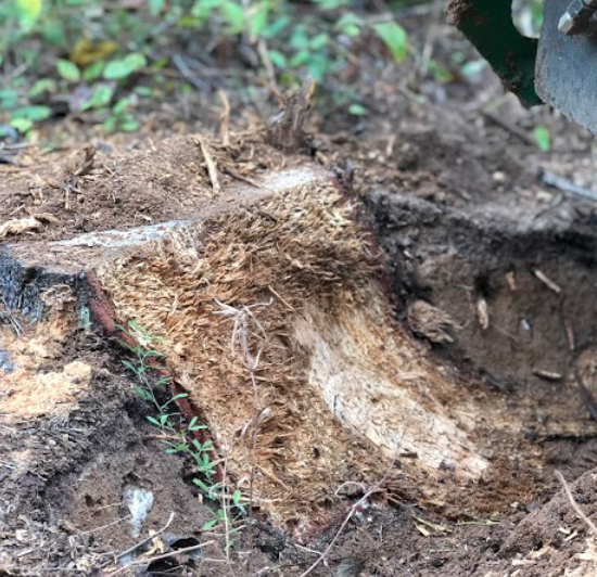 rotten-wood-stump-grinding-service-peachtree-city-ga