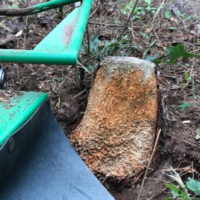 rotten-wood-tree-stump-grinding-peachtree-city-ga